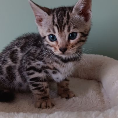 Chaton bengal #5