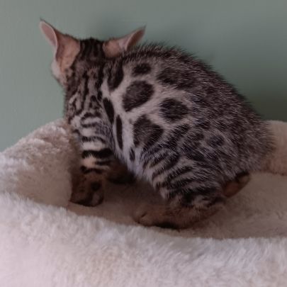 Chaton bengal #7