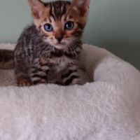Chaton bengal #3