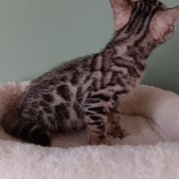 Chaton bengal #4