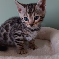 Chaton bengal #5