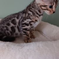 Chaton bengal #6