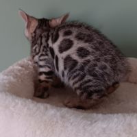 Chaton bengal #7