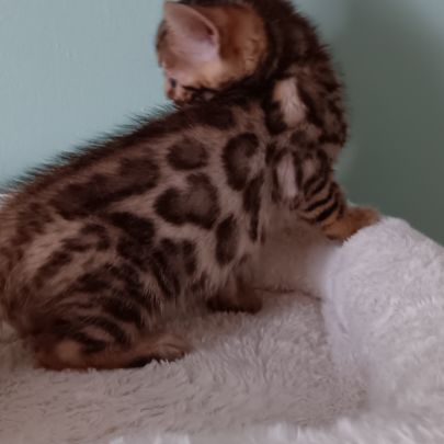 Chaton bengal