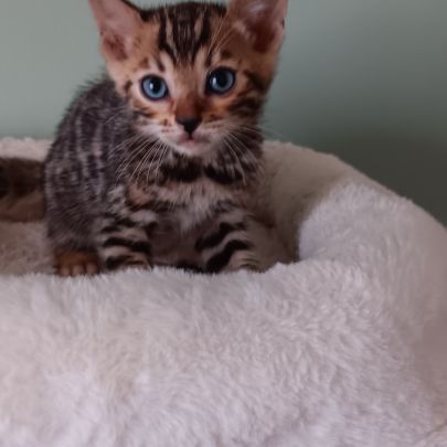 Chaton bengal #3