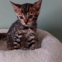 Chaton bengal #4