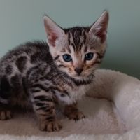 Chaton bengal #5