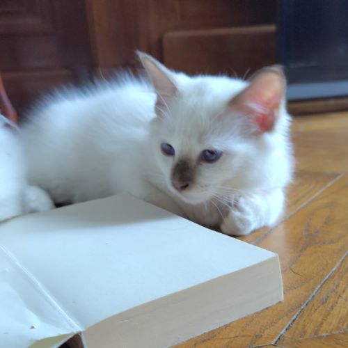 À vendre chatons sacrés de birmanie loof #2
