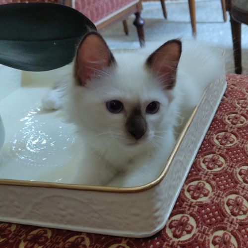 À vendre chatons sacrés de birmanie loof #3