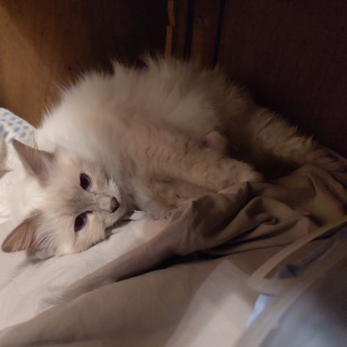 À vendre chatons sacrés de birmanie loof