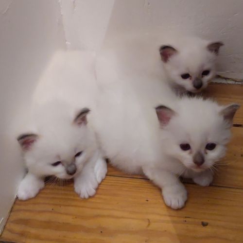 À vendre chatons sacrés de birmanie loof #5