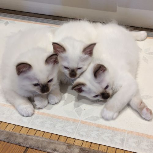 À vendre chatons sacrés de birmanie loof #6