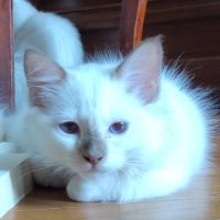 À vendre chatons sacrés de birmanie loof #1