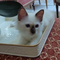 À vendre chatons sacrés de birmanie loof #3