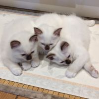 À vendre chatons sacrés de birmanie loof #6