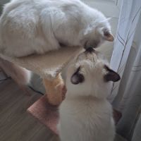 À vendre chatons sacrés de birmanie loof #7