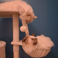 À vendre chatons sacrés de birmanie loof #8