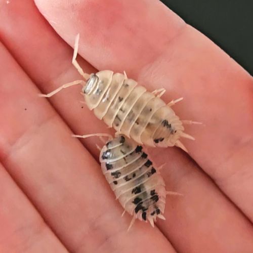 Porcellio laevis dairy cow