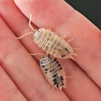 Porcellio laevis dairy cow