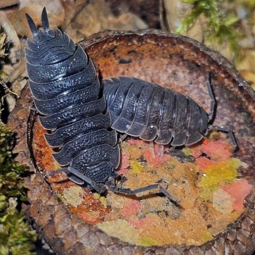 Porcellio scaber lava #1