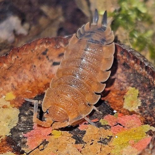 Porcellio scaber lava