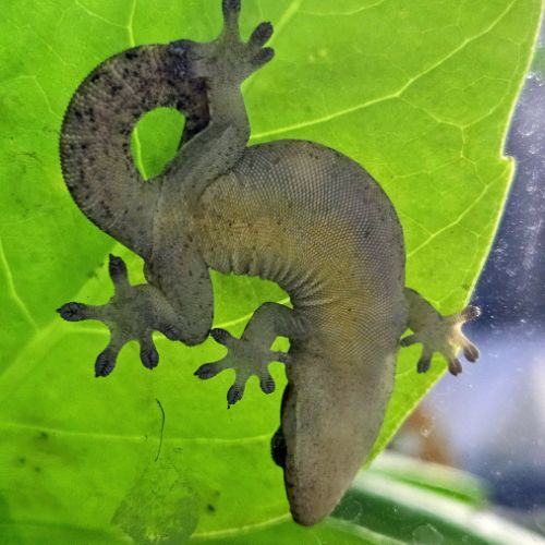 Lepidodactylus lugubris #2