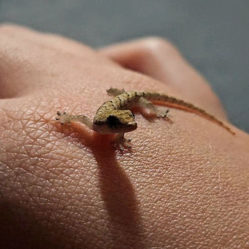 Lepidodactylus lugubris