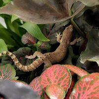 Lepidodactylus lugubris #1