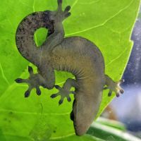 Lepidodactylus lugubris #2