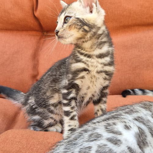 Femelle bengal silver marble. #2