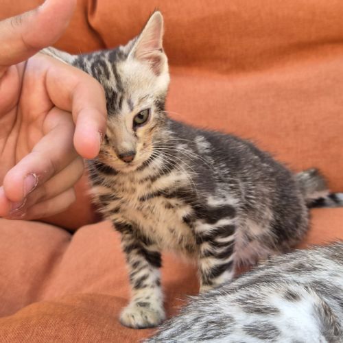 Femelle bengal silver marble. #3