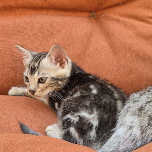 Femelle bengal silver marble. #4