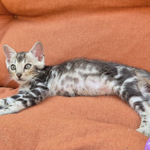Femelle bengal silver marble. #5