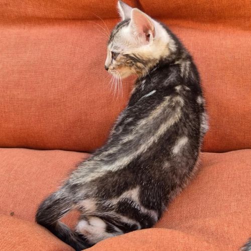 Femelle bengal silver marble.