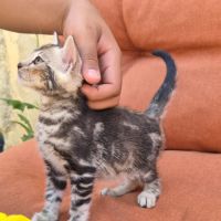 Femelle bengal silver marble. #1