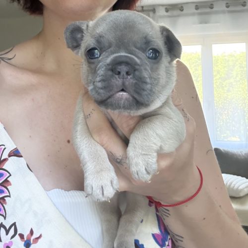 Chiots femelles bouledogues français #1