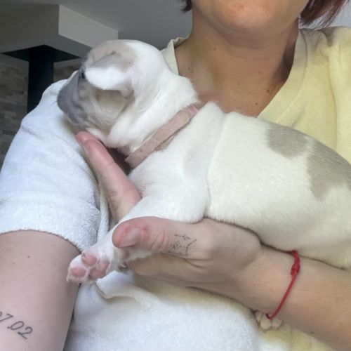 Chiots femelles bouledogues français #2