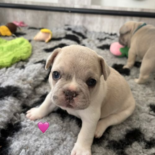Chiots femelles bouledogues français #5