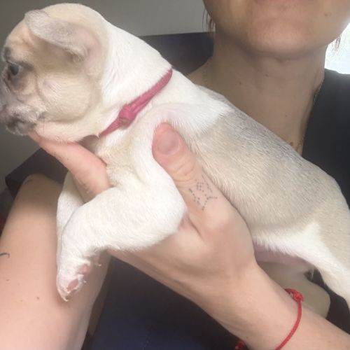 Chiots femelles bouledogues français #8