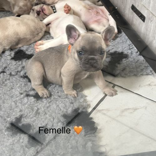 Chiots femelles bouledogues français #10