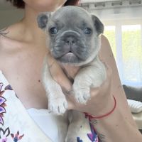 Chiots femelles bouledogues français #1