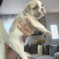 Chiots femelles bouledogues français #4