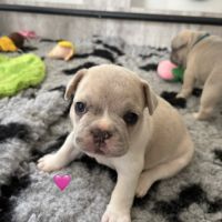 Chiots femelles bouledogues français #5