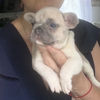 Chiots femelles bouledogues français #0