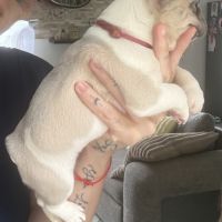 Chiots femelles bouledogues français #9