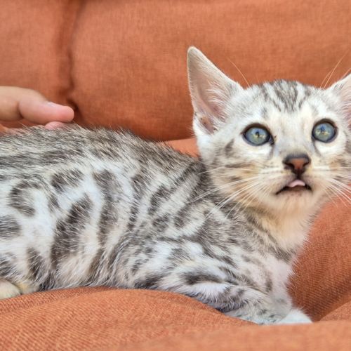 Superbe male bengal silver #1