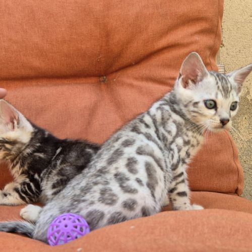 Superbe male bengal silver #4