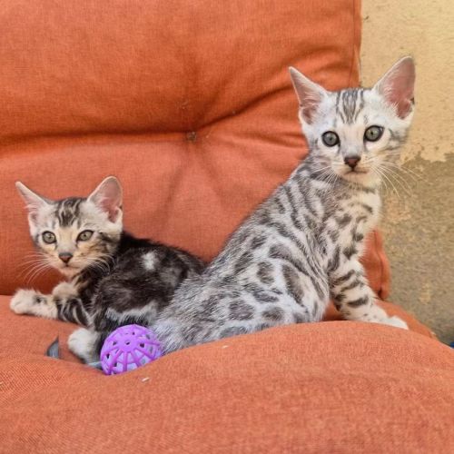 Superbe male bengal silver
