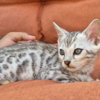 Superbe male bengal silver #2