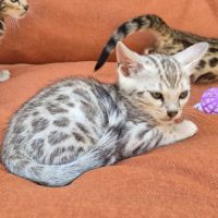 Superbe male bengal silver #3